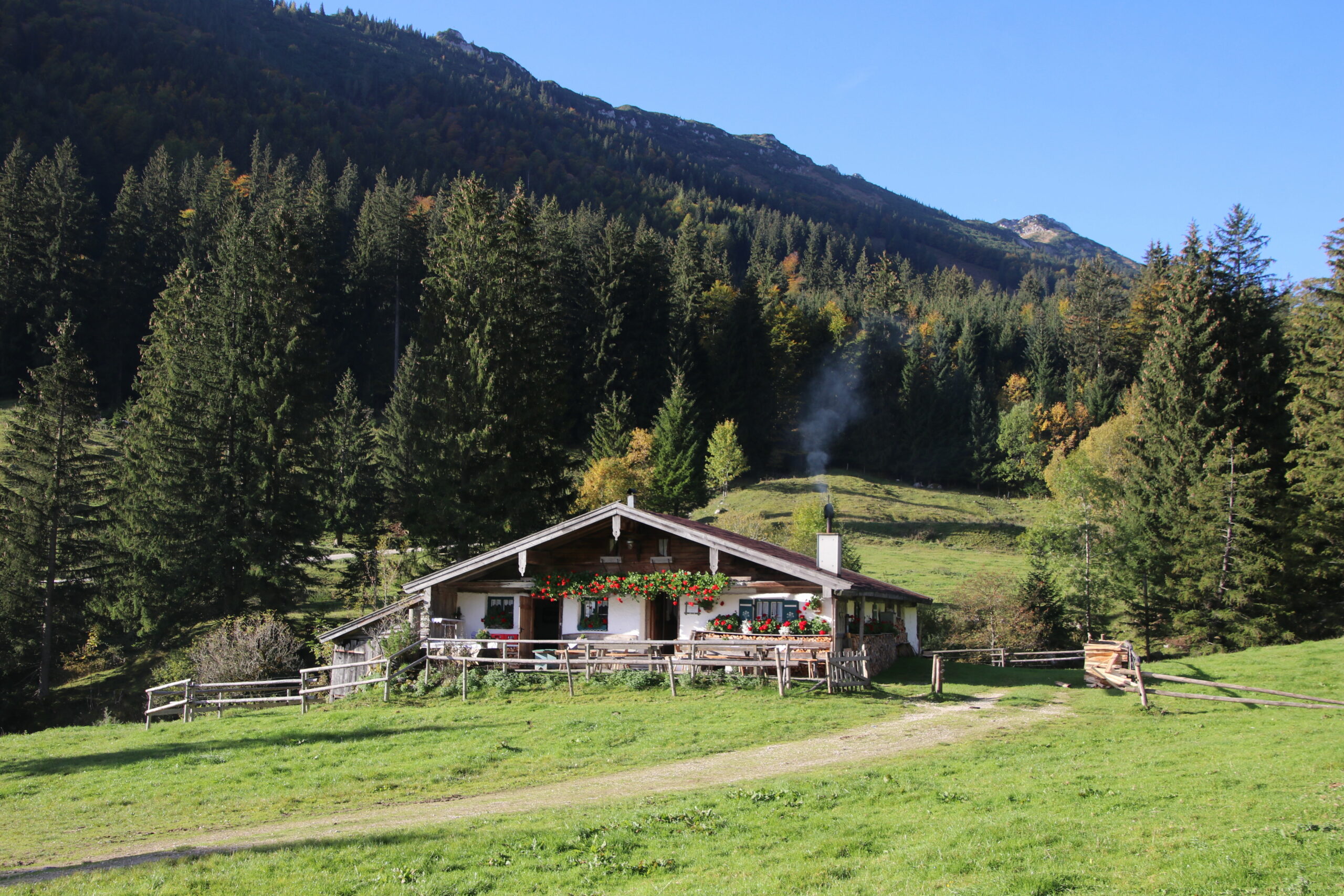 Besuch Auf Der Dalsenalm 1037